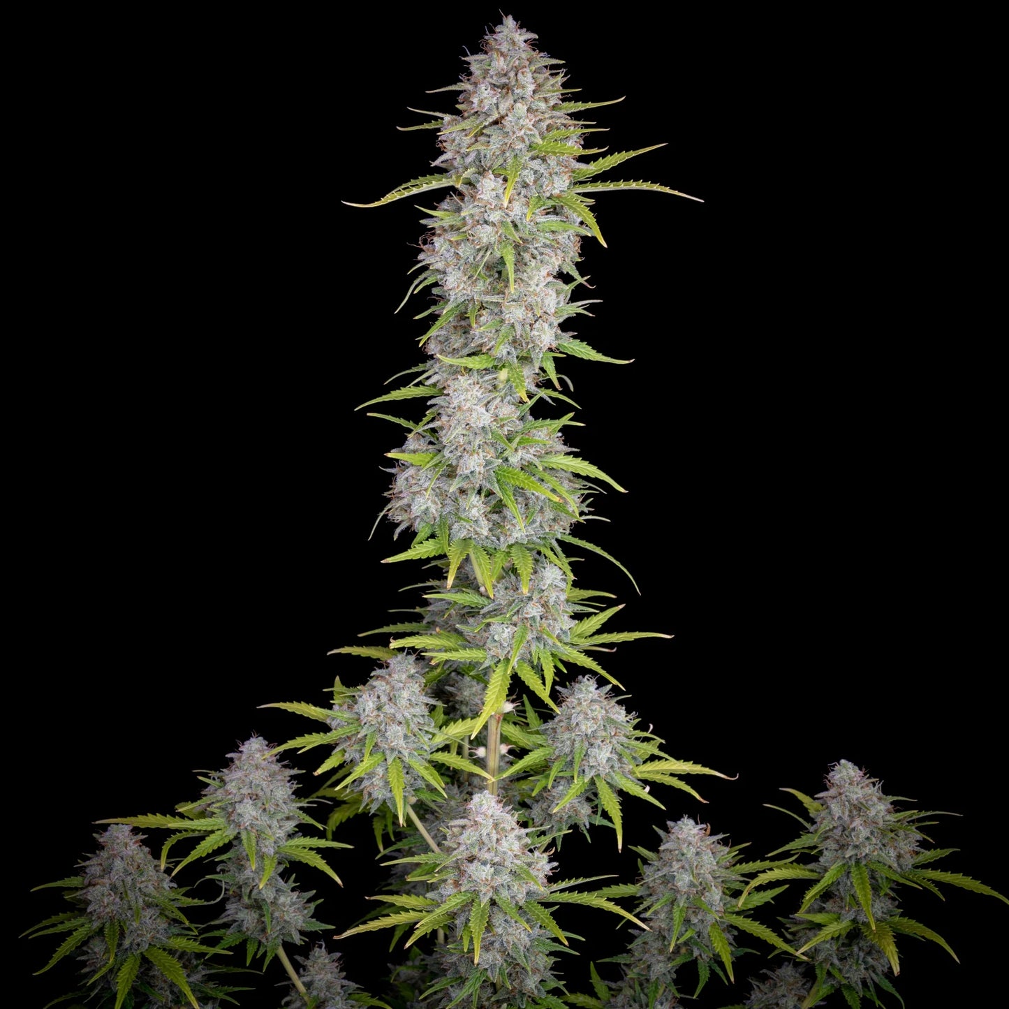 Auto Orange Sherbet (Feminisiert) Fast Buds