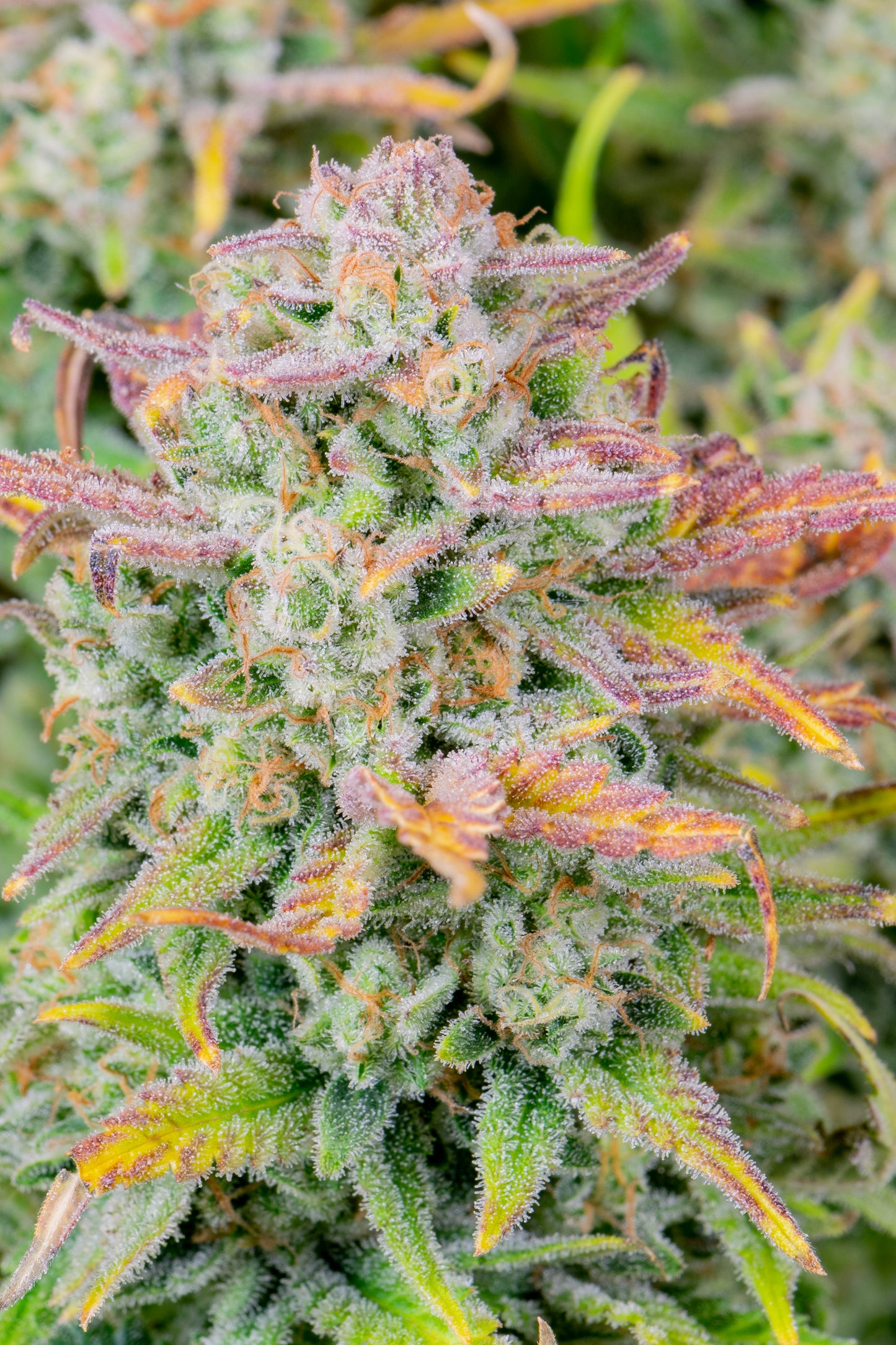 Auto Original Trainwreck (Feminisiert) Fast Buds