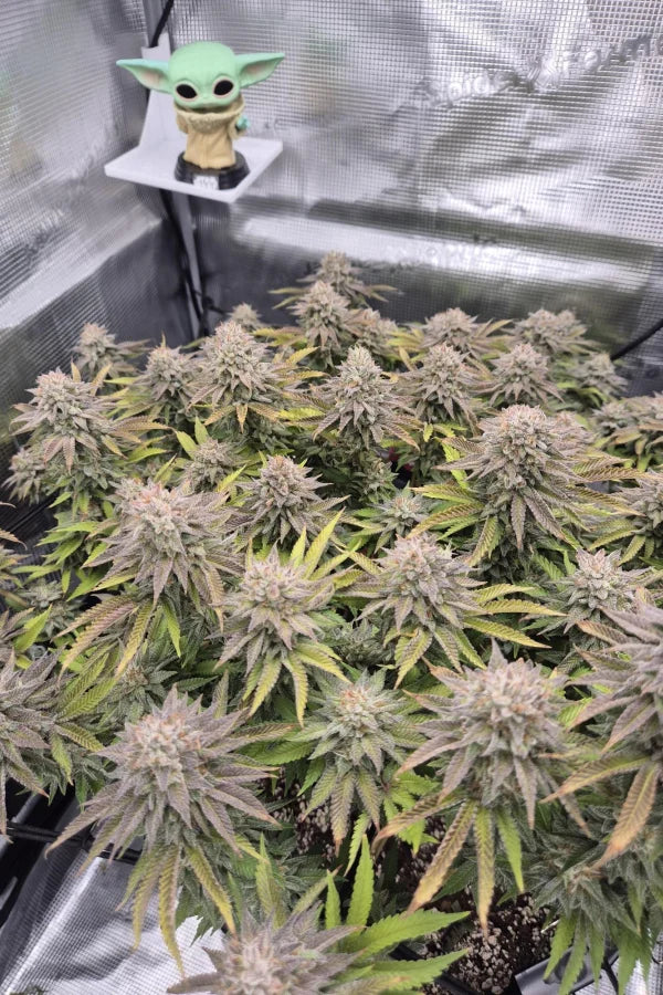 Gorilla Melon™ Feminisiert Fast Buds