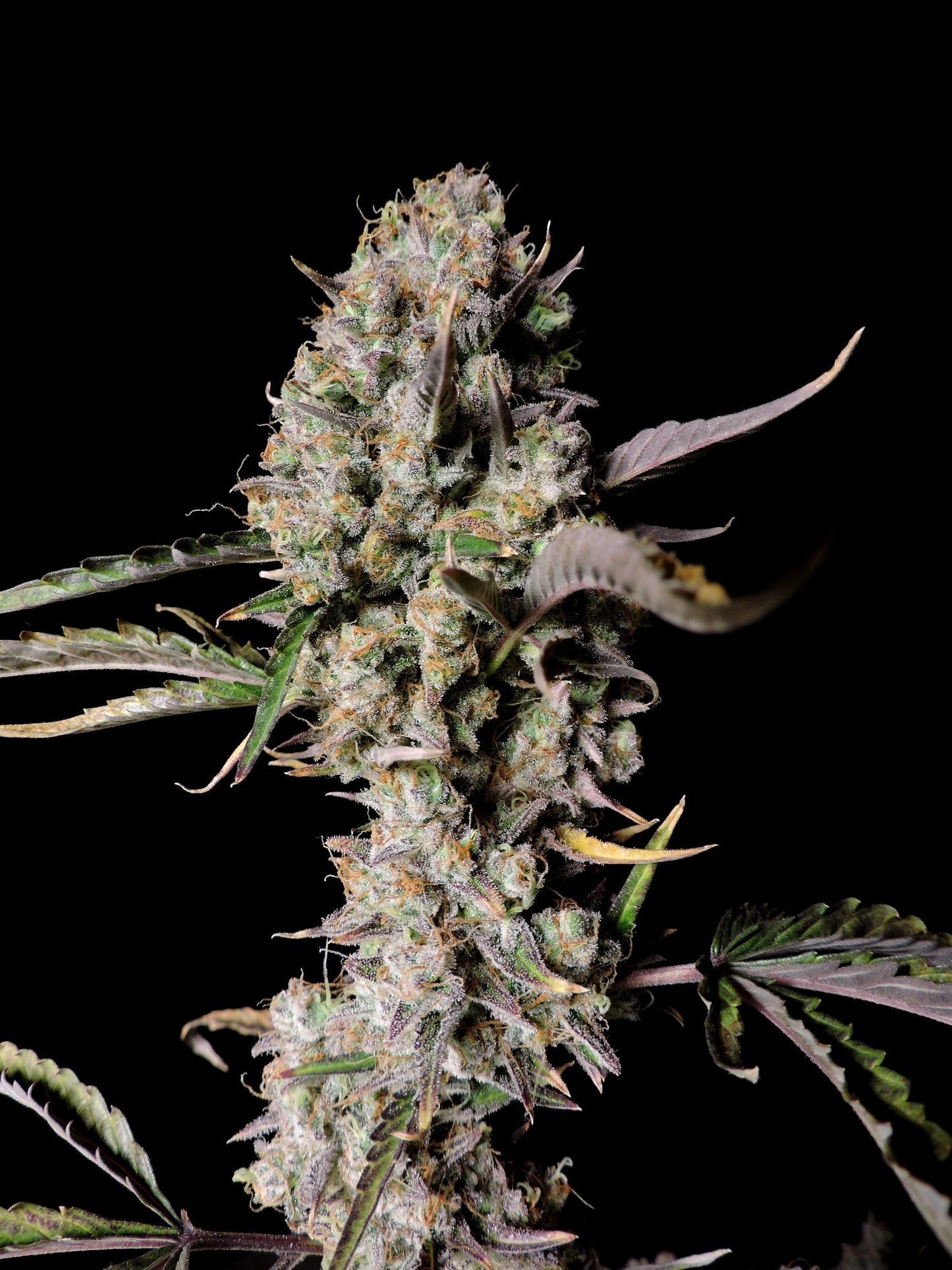 Auto Gorilla Zkittlez (Feminisiert) Fast Buds