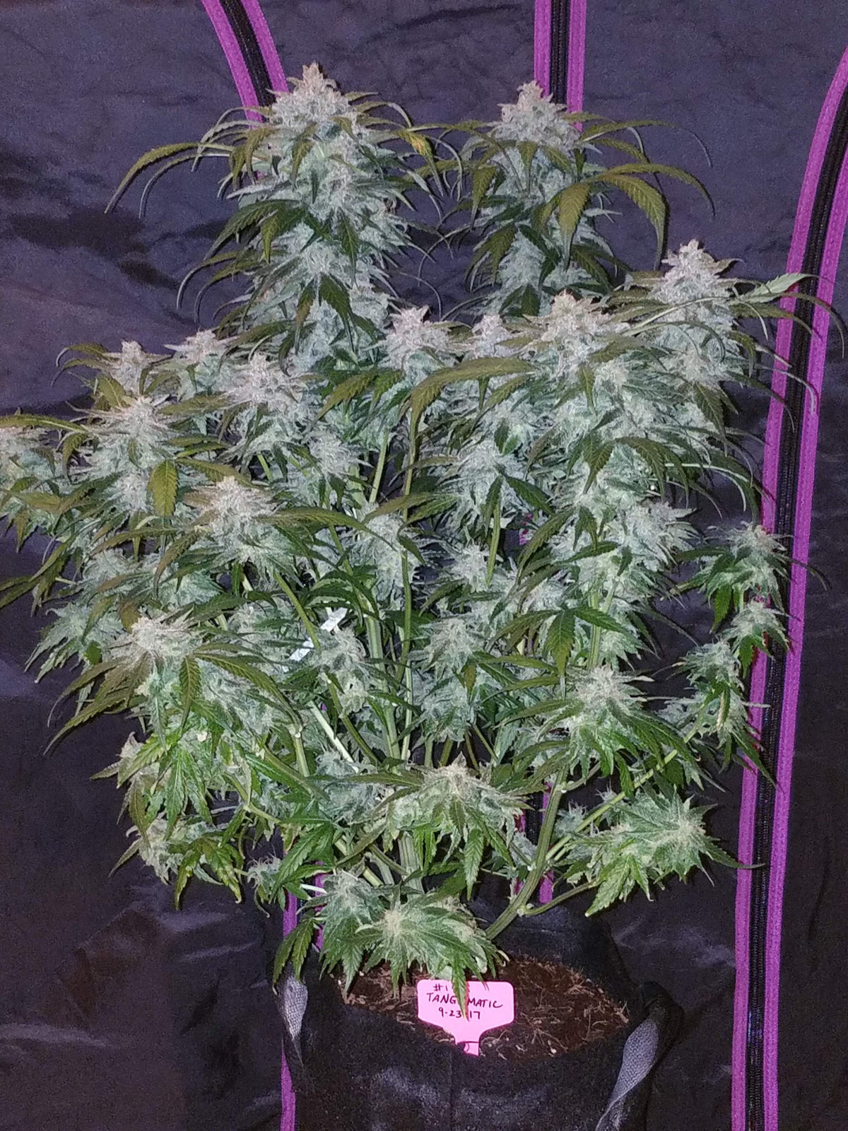 Auto Tangie (Feminisiert) Fast Buds