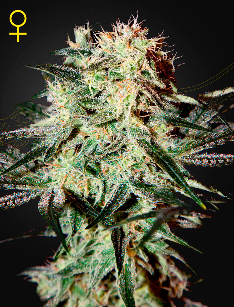 Arjan's Strawberry Haze Feminisiert Green House Seeds Company