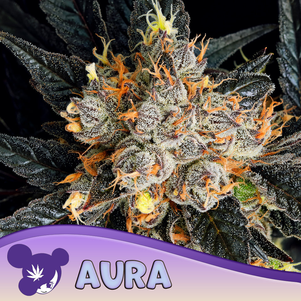 Aura Feminisiert Anesia Seeds