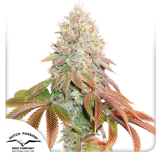 Auto Banana Blaze (Feminisiert) Dutch Passion