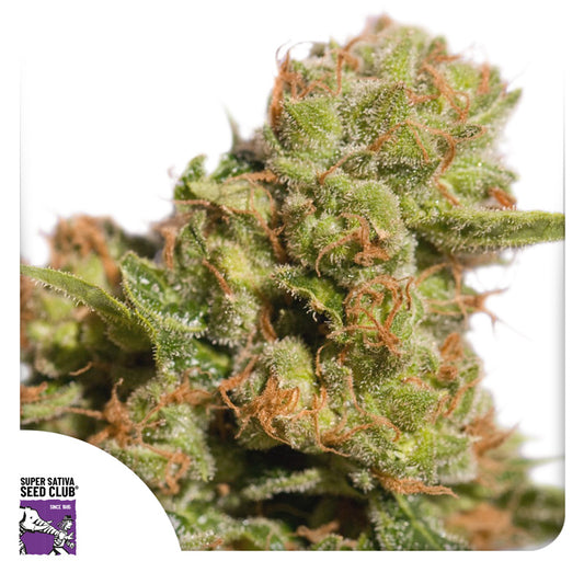 Auto Bruce Lemon Diesel (Feminisiert) Super Sativa Club