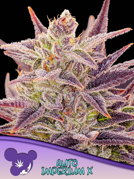Auto Imperium X® (Feminisiert) Anesia Seeds