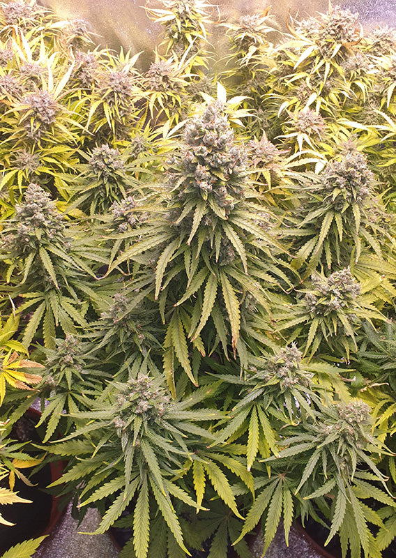Auto Lemon Kix (Feminisiert) Dutch Passion