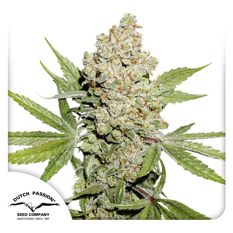 Auto Lemon Kix (Feminisiert) Dutch Passion