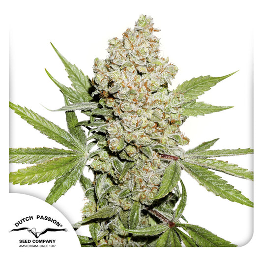 Auto Lemon Kix (Feminisiert) Dutch Passion