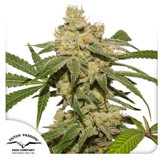 Auto Oh My Gusher (Feminisiert) Dutch Passion