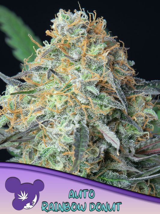 Auto Rainbow Donut (Feminisiert) Anesia Seeds
