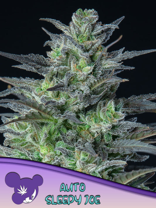 Auto Sleepy Joe® (Feminisiert) Anesia Seeds