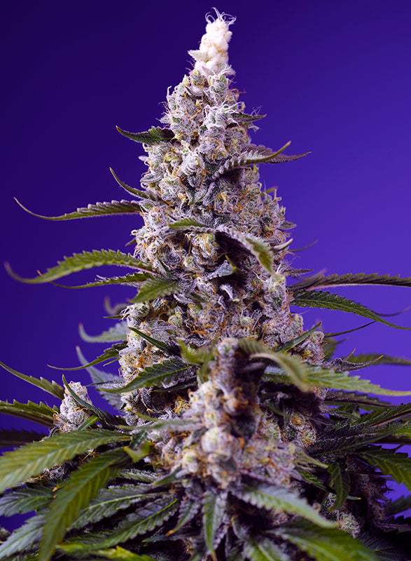 Banana Cream Cake XL Auto® (Feminisiert) Sweet Seeds