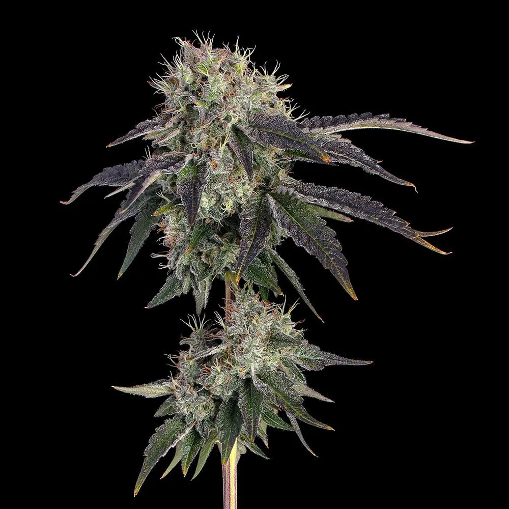 Baller's Game Feminisiert Happy Valley Genetics