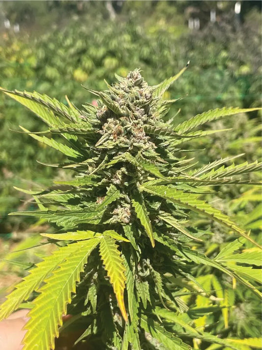 Banana Melt Feminisiert Humboldt Seed Company
