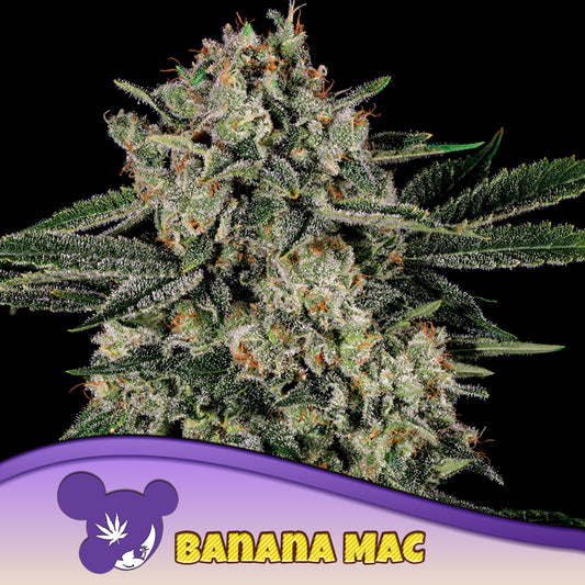 Banana MAC Feminisiert Anesia Seeds