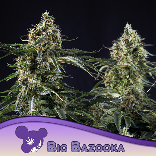 Big Bazooka Feminisiert Anesia Seeds