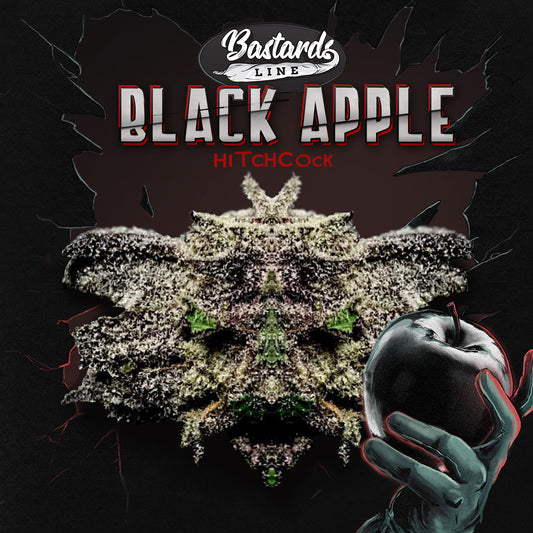 Bastards Line Special: Black Apple Hitchcock Feminisiert T.H.Seeds™