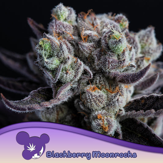 Blackberry Moonrocks® Feminisiert Anesia Seeds