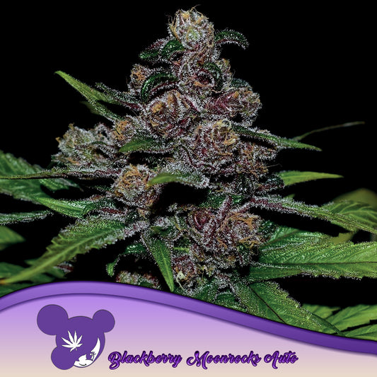 Auto Blackberry Moonrocks® (Feminisiert) Anesia Seeds