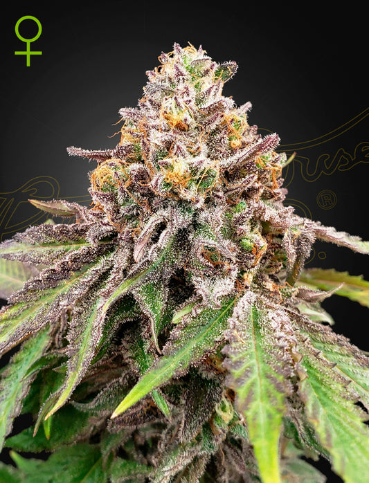 Auto Blue Haze x Gelato 41 (Feminisiert) Green House Seeds Company