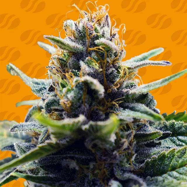 Blue Zushi Feminisiert Original Sensible Seeds