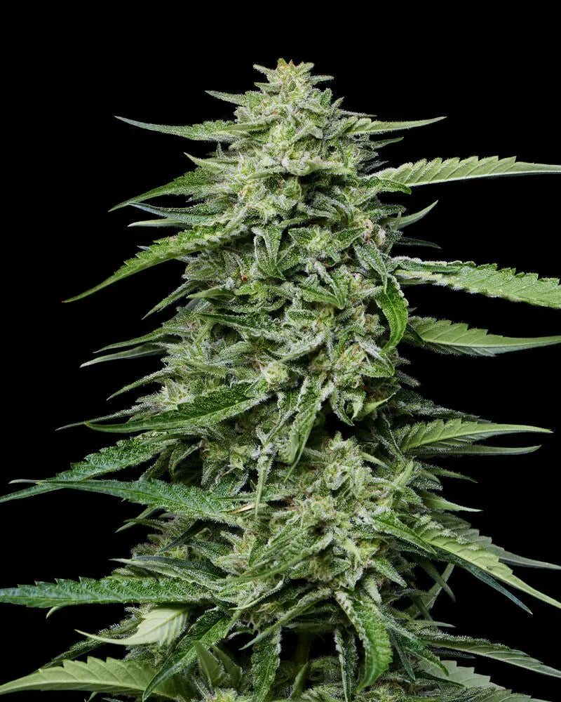 Blueberry Honey Feminisiert Humboldt Seed Company