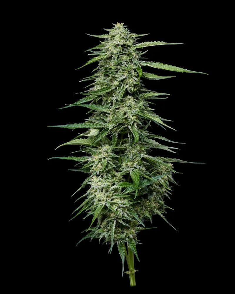 Blueberry Honey Feminisiert Humboldt Seed Company