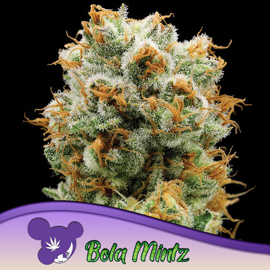 Bola Mintz® Feminisiert Anesia Seeds