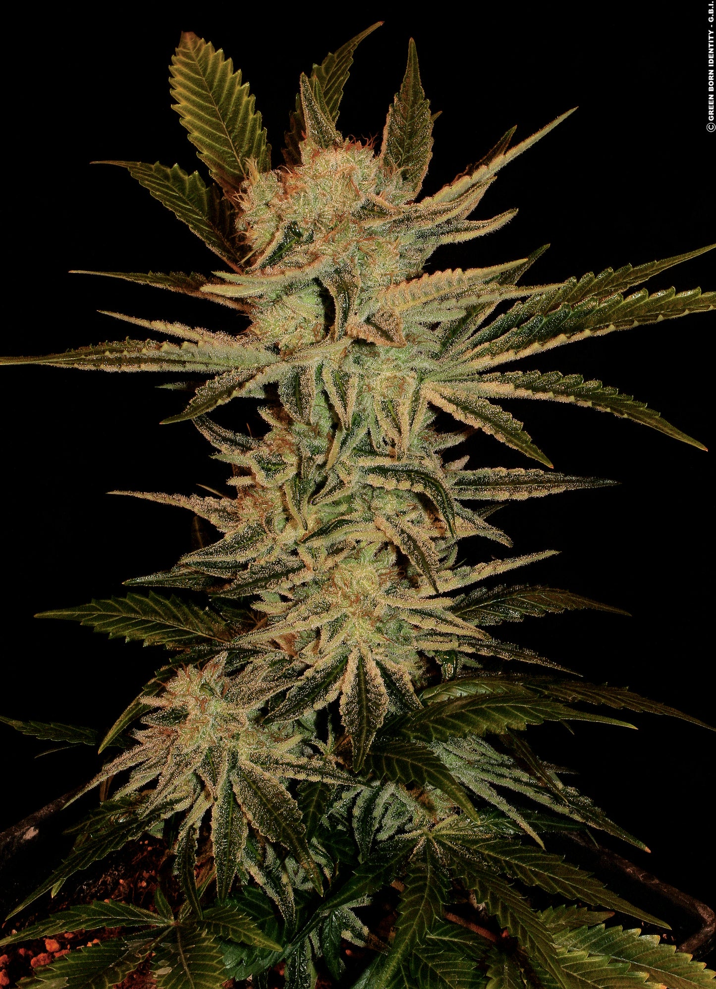 Bubble Gum Feminisiert Serious Seeds