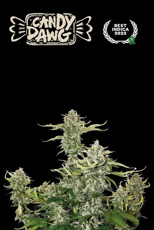 Auto Candy Dawg© (Feminisiert) Seedstockers