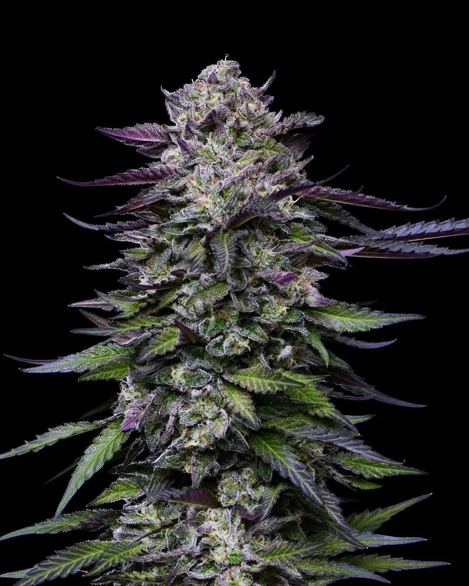 Candy Hustle Feminisiert Humboldt Seed Company