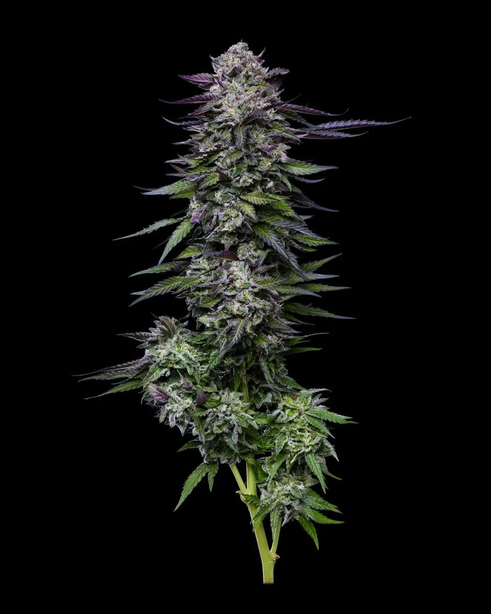 Candy Hustle Feminisiert Humboldt Seed Company
