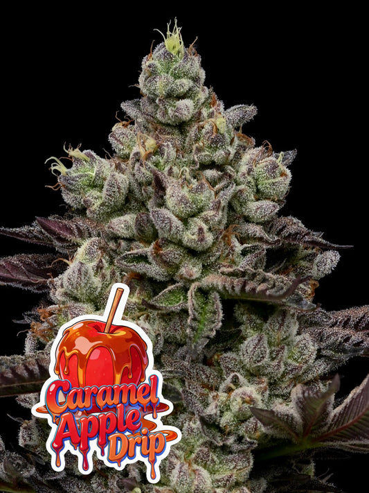 Caramel Apple Drip Feminisiert Anesia Seeds