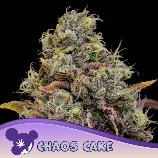 Chaos Cake Feminisiert Anesia Seeds