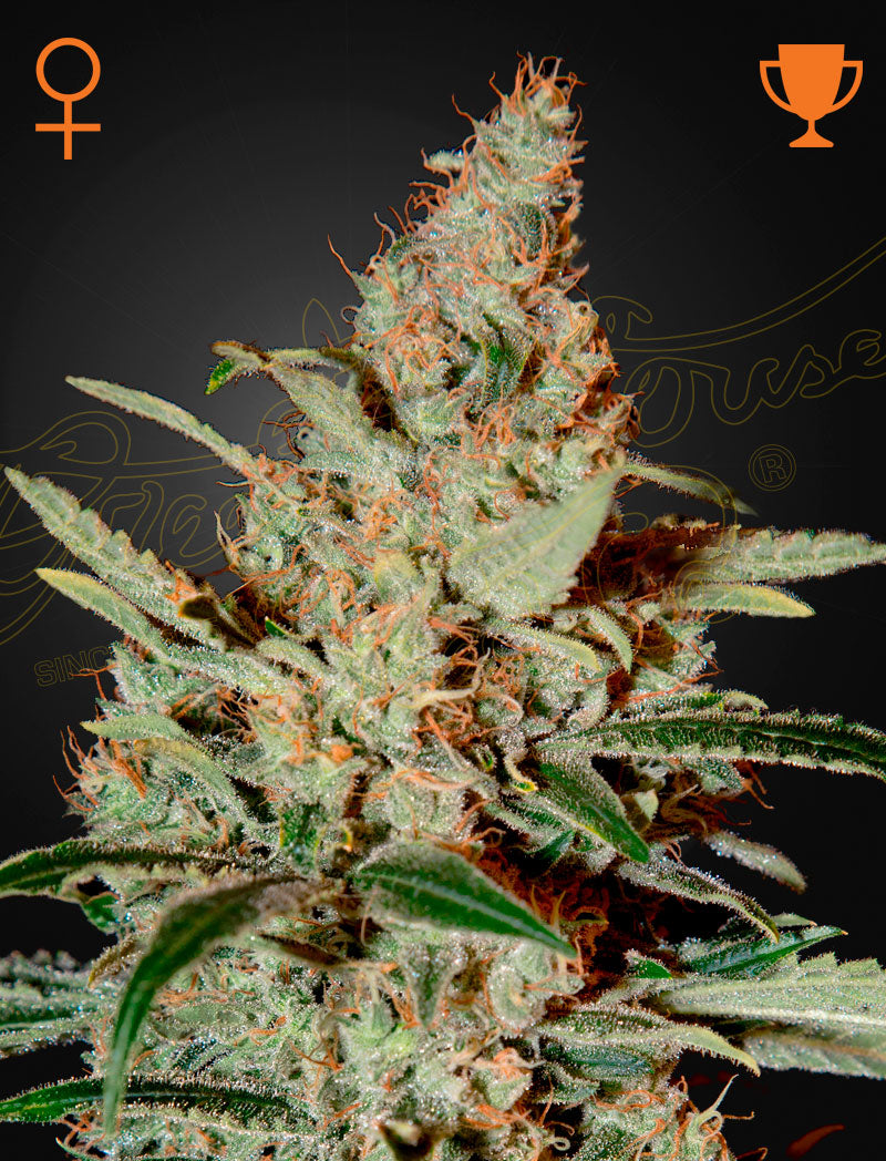Chemdog Feminisiert Green House Seeds Company