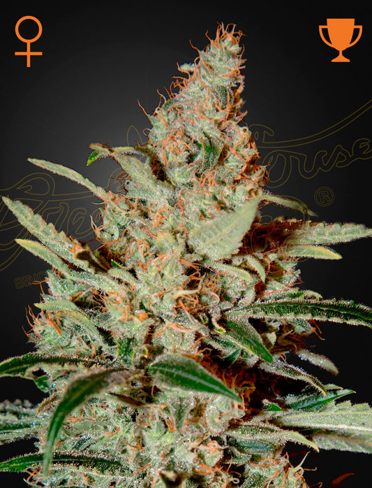 Chemdog Feminisiert Green House Seeds Company