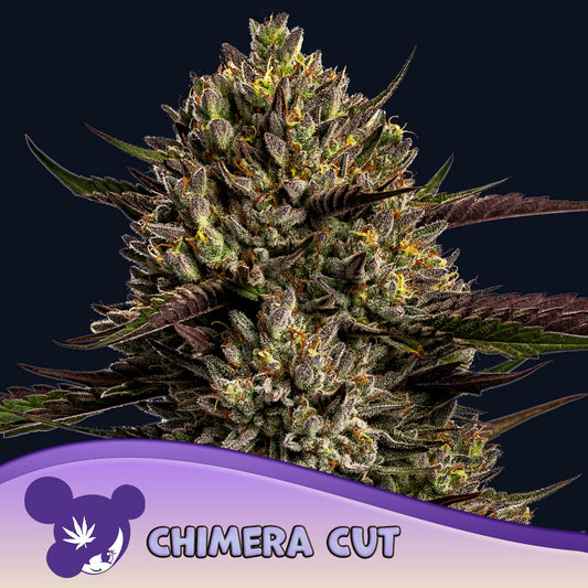 Chimera Cut Feminisiert Anesia Seeds