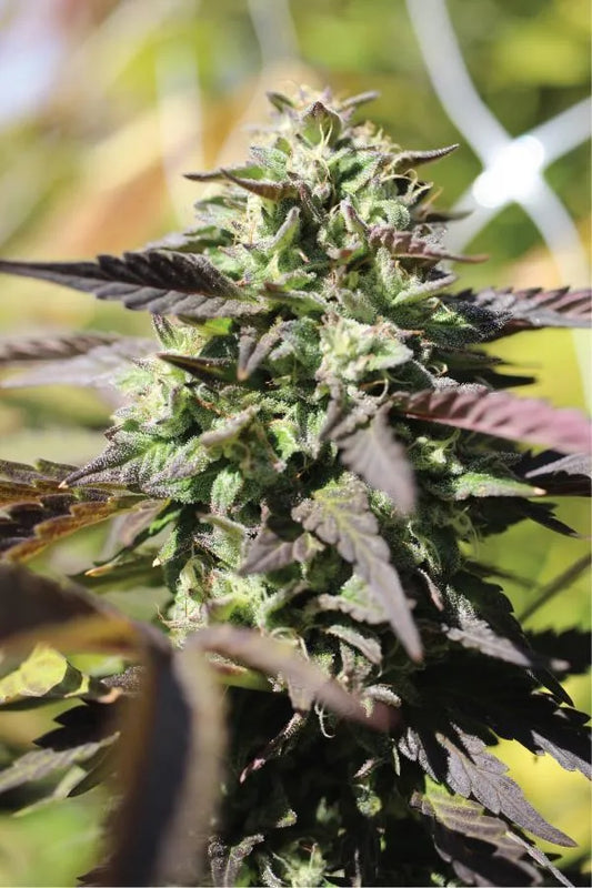 Auto Chunkadelic (Feminisiert) Humboldt Seed Company