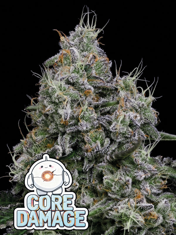 Core Damage Feminisiert Anesia Seeds