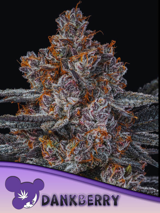 Dankberry Feminisiert Anesia Seeds