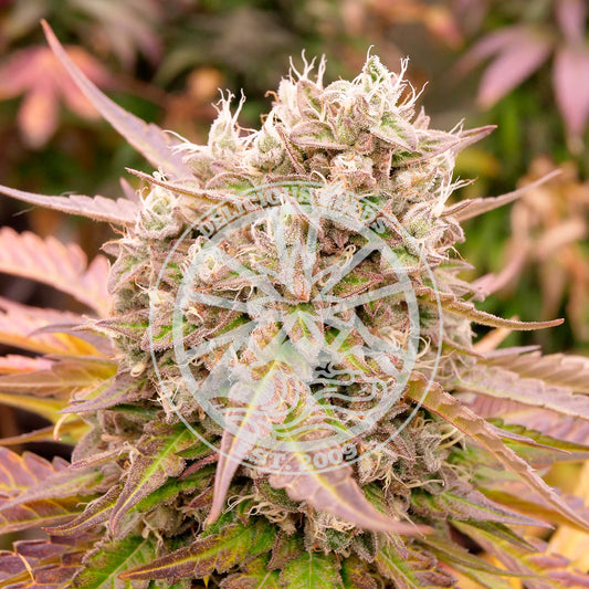 Auto Dark Lemonade ® (Feminisiert) Delicious Seeds
