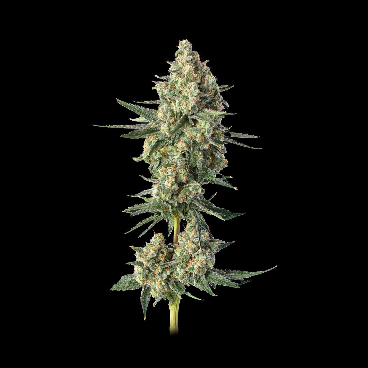 Downtown Haze Feminisiert Happy Valley Genetics