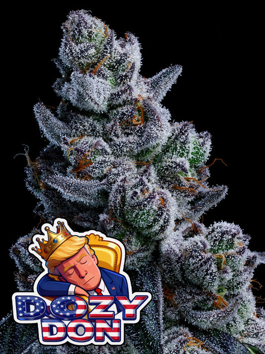 Dozy Don Feminisiert Anesia Seeds
