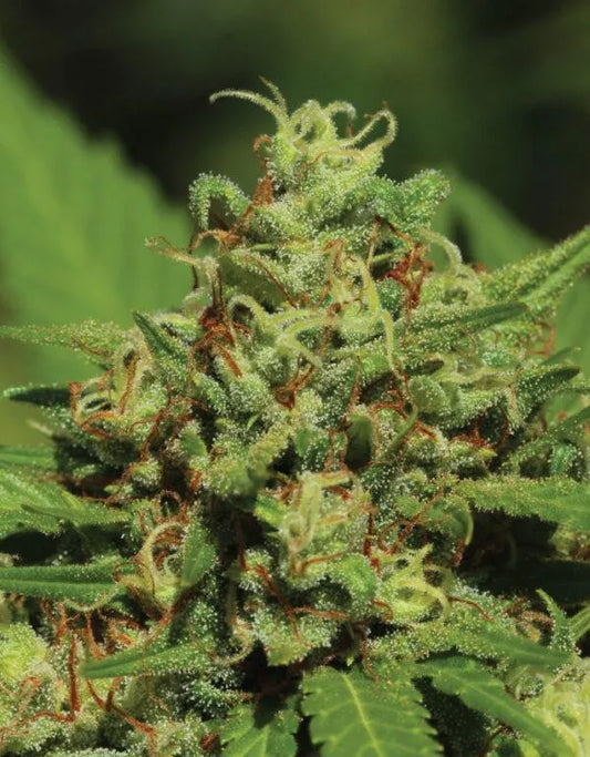Auto Emerald Fire OG (Feminisiert) Humboldt Seed Company