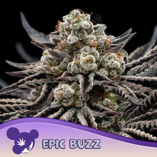 EPIC BUZZ® Feminisiert Anesia Seeds