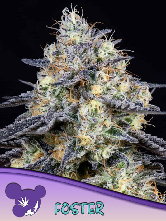 Foster Feminisiert Anesia Seeds