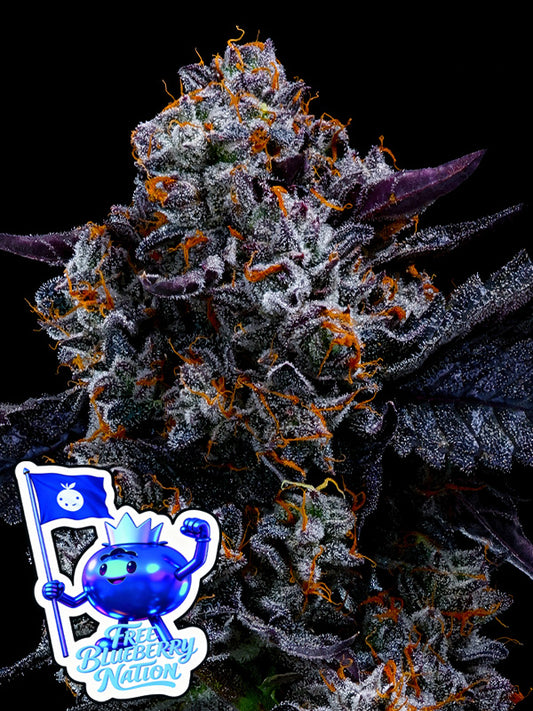 Free Blueberry Nation Feminisiert Anesia Seeds