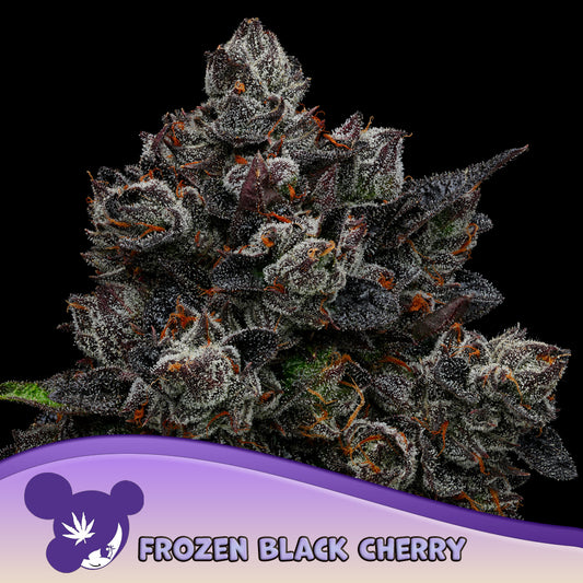 Frozen Black Cherry® Feminisiert Anesia Seeds