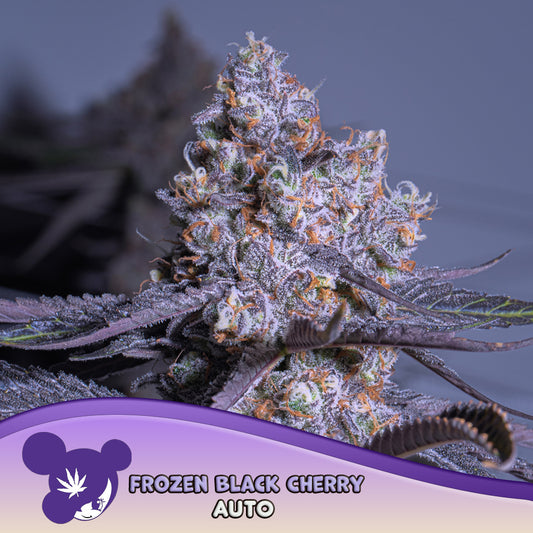 Auto Frozen Black Cherry® (Feminisiert) Anesia Seeds